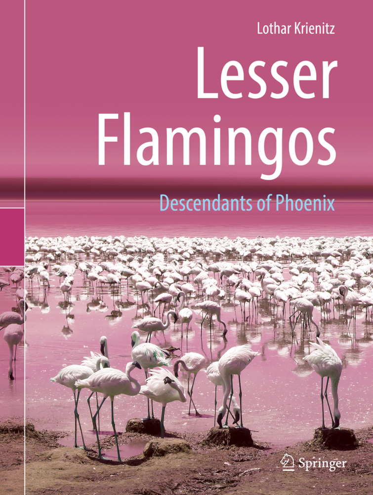 Lesser Flamingos