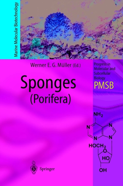 Sponges (Porifera)