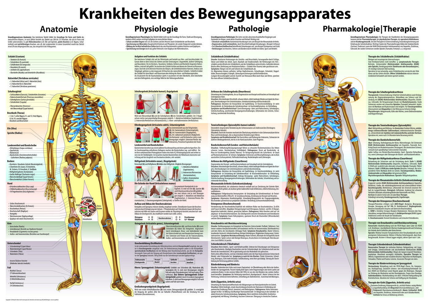 Bewegungsapparat Poster