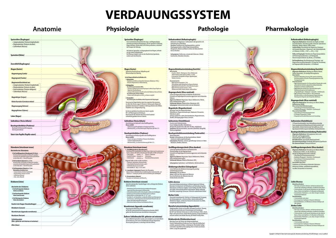 Verdauungssystem Poster